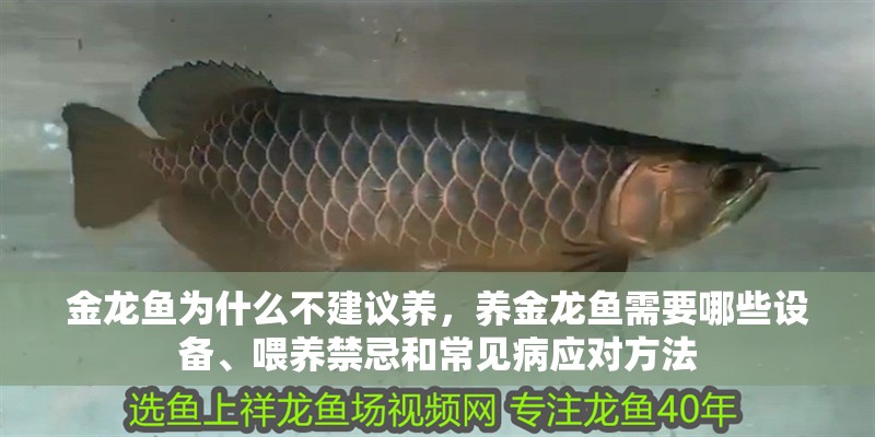 金龍魚為什么不建議養,養金龍魚需要哪些設備、喂養禁忌和常見病應對方法