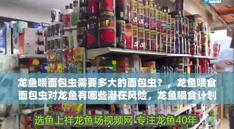 龍魚喂面包蟲需要多大的面包蟲？，龍魚喂食面包蟲對龍魚有哪些潛在風險，龍魚喂食計劃表