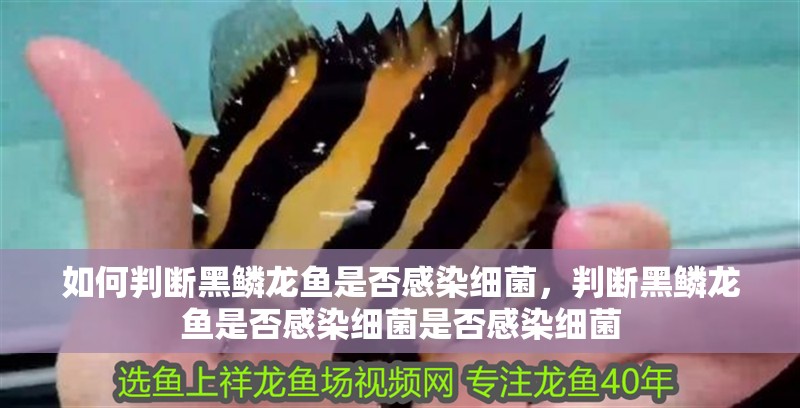 如何判斷黑鱗龍魚是否感染細菌，判斷黑鱗龍魚是否感染細菌是否感染細菌