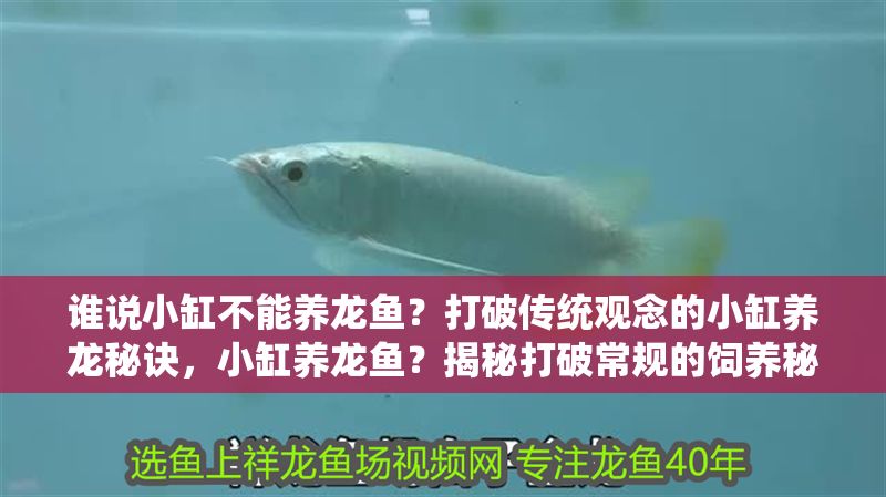 誰說小缸不能養龍魚？打破傳統觀念的小缸養龍秘訣，小缸養龍魚？揭秘打破常規的飼養秘訣