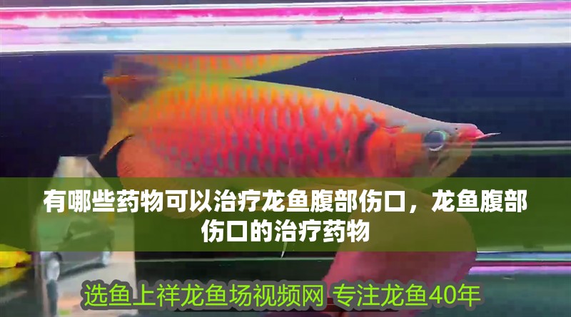 有哪些藥物可以治療龍魚腹部傷口，龍魚腹部傷口的治療藥物