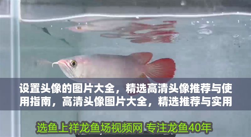 設(shè)置頭像的圖片大全，精選高清頭像推薦與使用指南，高清頭像圖片大全，精選推薦與實(shí)用設(shè)置指南