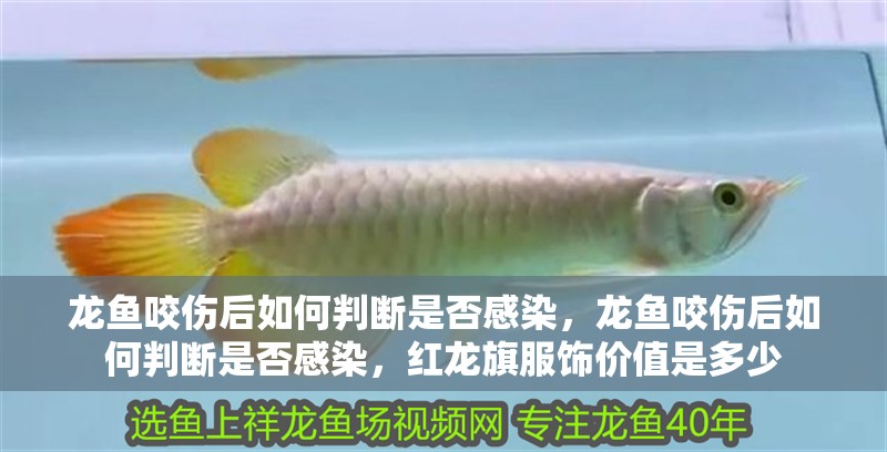 龍魚咬傷后如何判斷是否感染，龍魚咬傷后如何判斷是否感染，紅龍旗服飾價值是多少