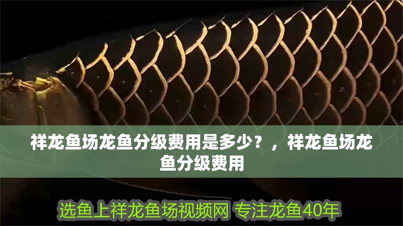 祥龍魚場(chǎng)龍魚分級(jí)費(fèi)用是多少？，祥龍魚場(chǎng)龍魚分級(jí)費(fèi)用