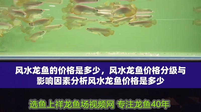 風水龍魚的價格是多少，風水龍魚價格分級與影響因素分析風水龍魚價格是多少