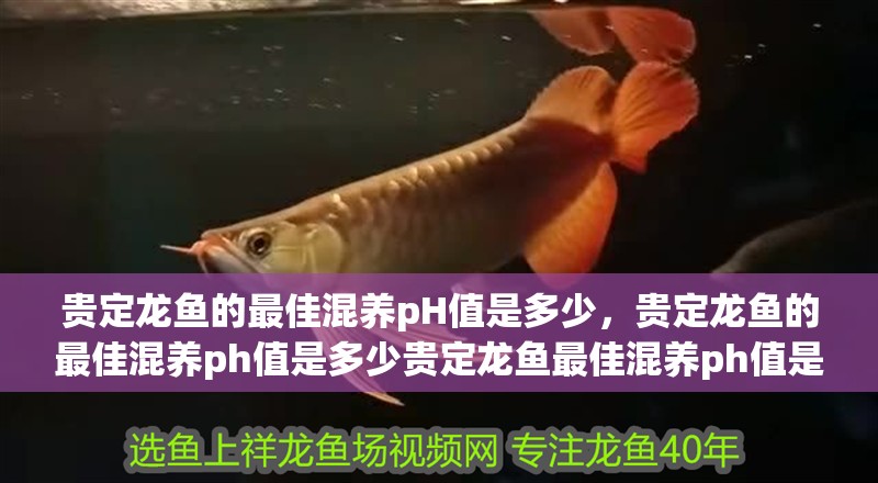貴定龍魚的最佳混養pH值是多少，貴定龍魚的最佳混養ph值是多少貴定龍魚最佳混養ph值是多少