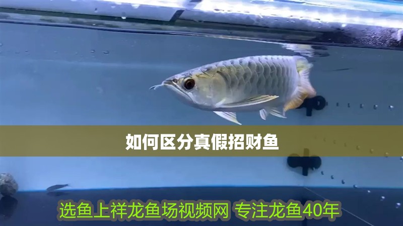 如何區分真假招財魚