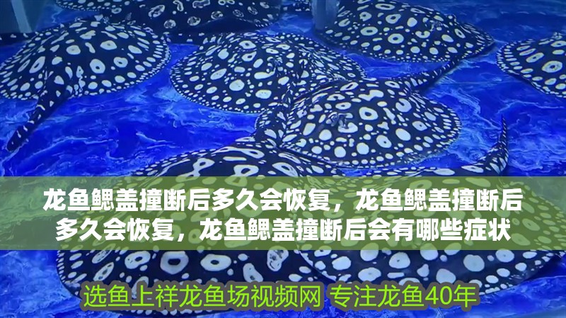 龍魚鰓蓋撞斷后多久會恢復，龍魚鰓蓋撞斷后多久會恢復，龍魚鰓蓋撞斷后會有哪些癥狀