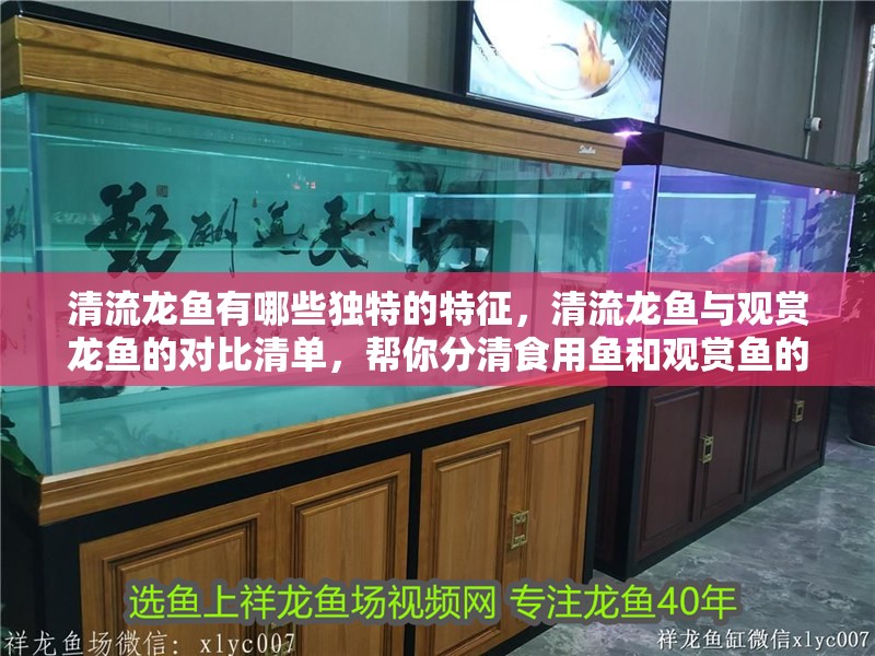 清流龍魚有哪些獨特的特征，清流龍魚與觀賞龍魚的對比清單，幫你分清食用魚和觀賞魚的區別