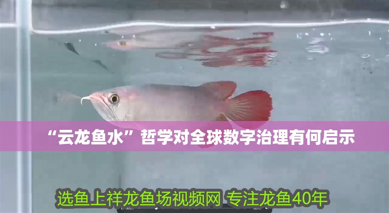 “云龍魚水”哲學對全球數字治理有何啟示
