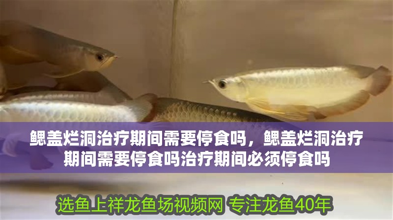 鰓蓋爛洞治療期間需要停食嗎,鰓蓋爛洞治療期間需要停食嗎治療期間必須停食嗎