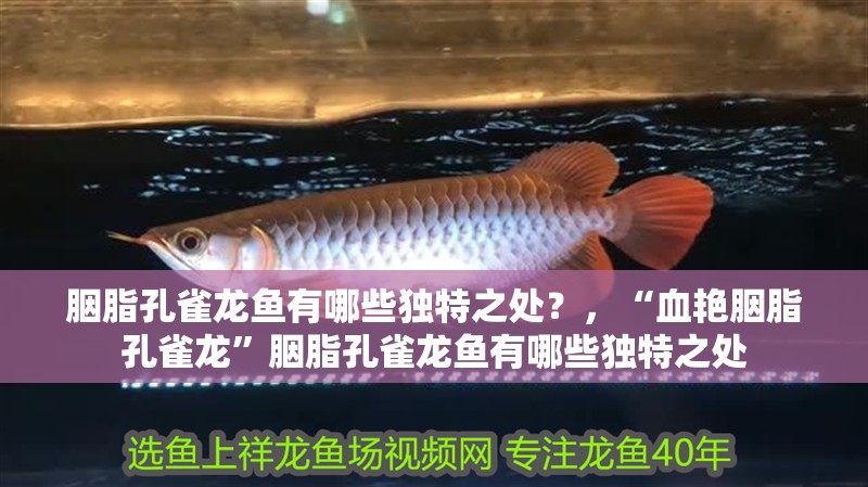 胭脂孔雀龍魚有哪些獨特之處？，“血艷胭脂孔雀龍”胭脂孔雀龍魚有哪些獨特之處