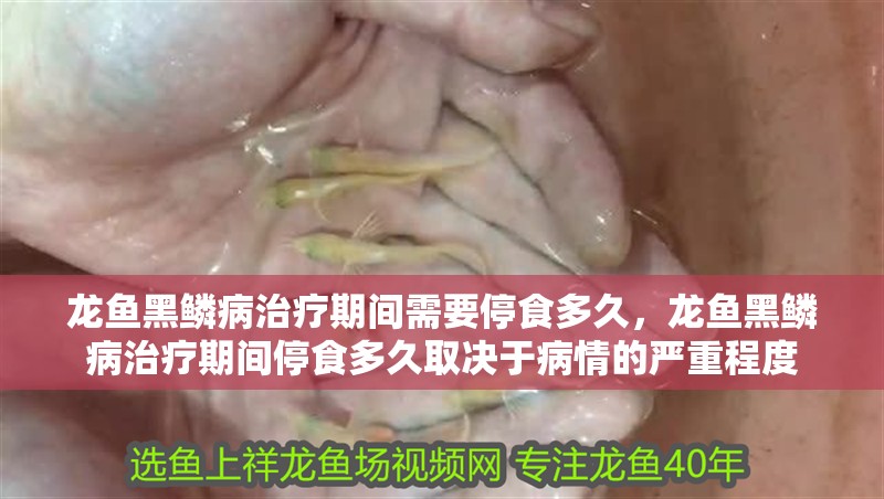 龍魚黑鱗病治療期間需要停食多久,龍魚黑鱗病治療期間停食多久取決于病情的嚴重程度
