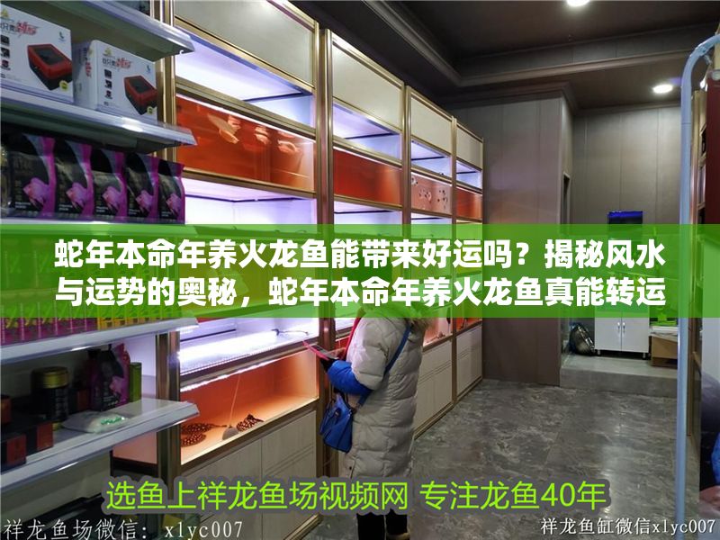 蛇年本命年養火龍魚能帶來好運嗎？揭秘風水與運勢的奧秘，蛇年本命年養火龍魚真能轉運？風水師揭秘屬相與魚缸的吉兇關聯