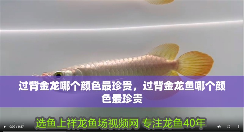 過背金龍哪個顏色最珍貴，過背金龍魚哪個顏色最珍貴