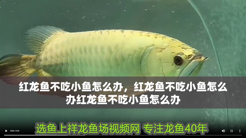 紅龍魚不吃小魚怎么辦,紅龍魚不吃小魚怎么辦紅龍魚不吃小魚怎么辦