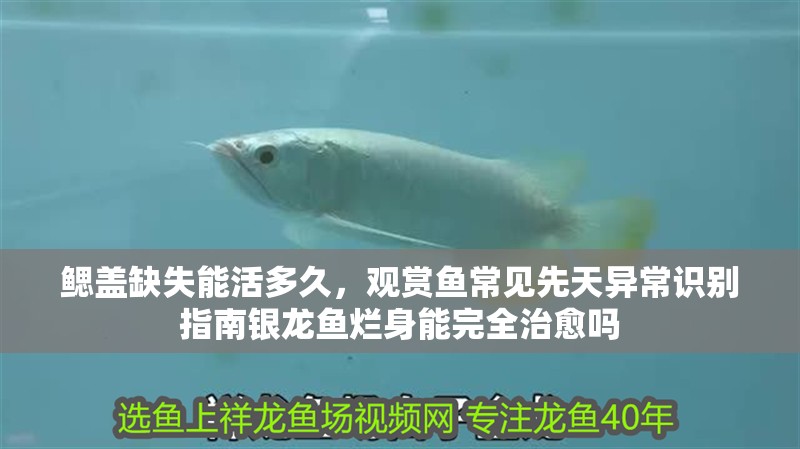 鰓蓋缺失能活多久,觀賞魚(yú)常見(jiàn)先天異常識(shí)別指南銀龍魚(yú)爛身能完全治愈嗎