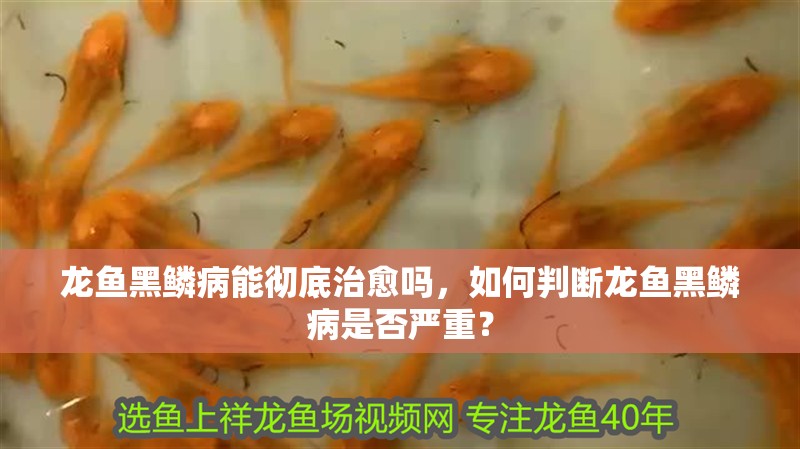 龍魚黑鱗病能徹底治愈嗎，如何判斷龍魚黑鱗病是否嚴重？