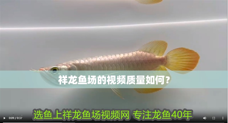 祥龍魚場的視頻質量如何？