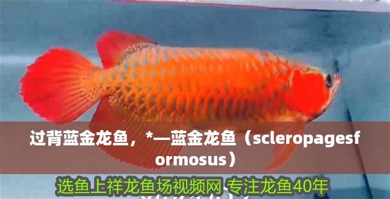 過背藍金龍魚，*—藍金龍魚（scleropagesformosus）