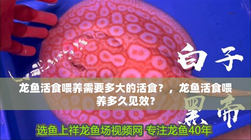 龍魚活食喂養需要多大的活食?,龍魚活食喂養多久見效?