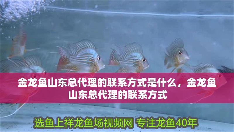 金龍魚山東總代理的聯系方式是什么，金龍魚山東總代理的聯系方式