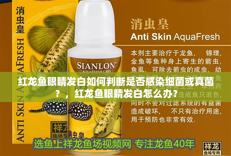 紅龍魚眼睛發白如何判斷是否感染細菌或真菌？，紅龍魚眼睛發白怎么辦？