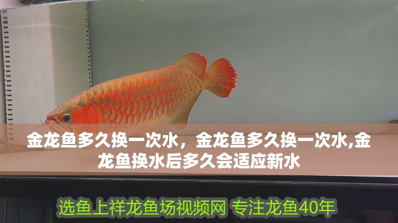 金龍魚多久換一次水，金龍魚多久換一次水,金龍魚換水后多久會適應(yīng)新水