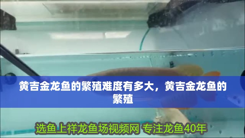 黃吉金龍魚的繁殖難度有多大,黃吉金龍魚的繁殖