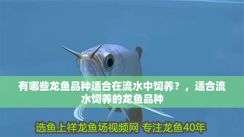 有哪些龍魚品種適合在流水中飼養？，適合流水飼養的龍魚品種