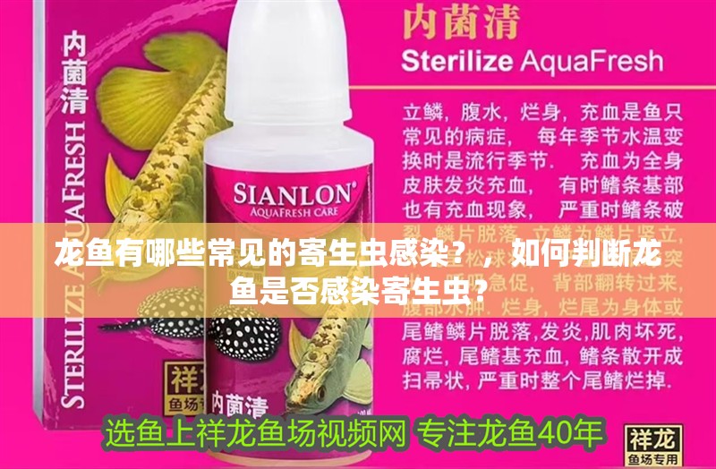 龍魚有哪些常見的寄生蟲感染？，如何判斷龍魚是否感染寄生蟲？