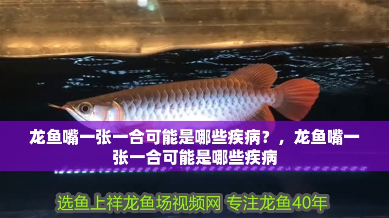 龍魚(yú)嘴一張一合可能是哪些疾病?,龍魚(yú)嘴一張一合可能是哪些疾病