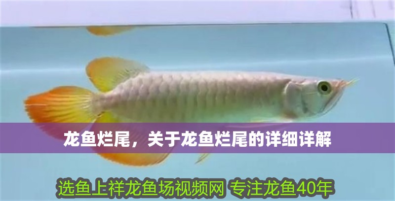 龍魚爛尾，關于龍魚爛尾的詳細詳解