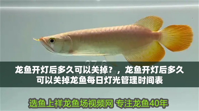 龍魚(yú)開(kāi)燈后多久可以關(guān)掉？，龍魚(yú)開(kāi)燈后多久可以關(guān)掉龍魚(yú)每日燈光管理時(shí)間表