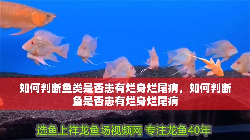 如何判斷魚類是否患有爛身爛尾病，如何判斷魚是否患有爛身爛尾病