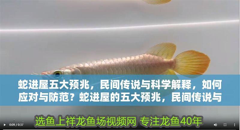 蛇進屋五大預兆，民間傳說與科學解釋，如何應對與防范？蛇進屋的五大預兆，民間傳說與科學解析及防范指南