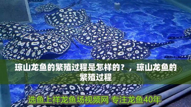 瓊山龍魚(yú)的繁殖過(guò)程是怎樣的？，瓊山龍魚(yú)的繁殖過(guò)程