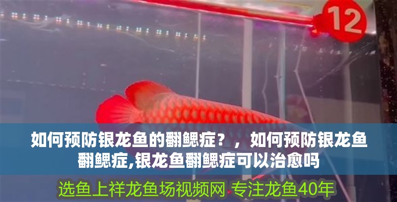 如何預防銀龍魚的翻鰓癥？，如何預防銀龍魚翻鰓癥,銀龍魚翻鰓癥可以治愈嗎