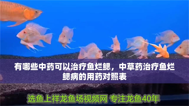 有哪些中藥可以治療魚爛鰓，中草藥治療魚爛鰓病的用藥對照表