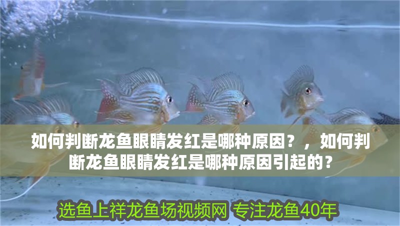 如何判斷龍魚眼睛發(fā)紅是哪種原因？，如何判斷龍魚眼睛發(fā)紅是哪種原因引起的？