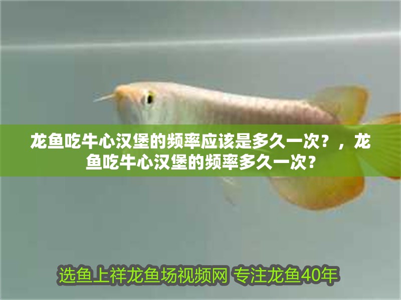 龍魚吃牛心漢堡的頻率應(yīng)該是多久一次？，龍魚吃牛心漢堡的頻率多久一次？
