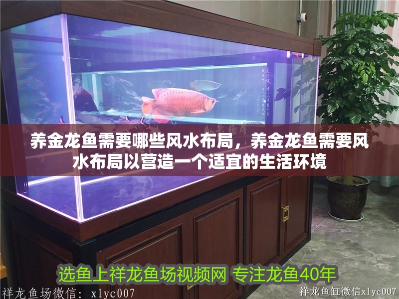 養金龍魚需要哪些風水布局，養金龍魚需要風水布局以營造一個適宜的生活環境