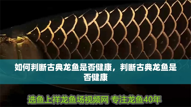 如何判斷古典龍魚是否健康，判斷古典龍魚是否健康