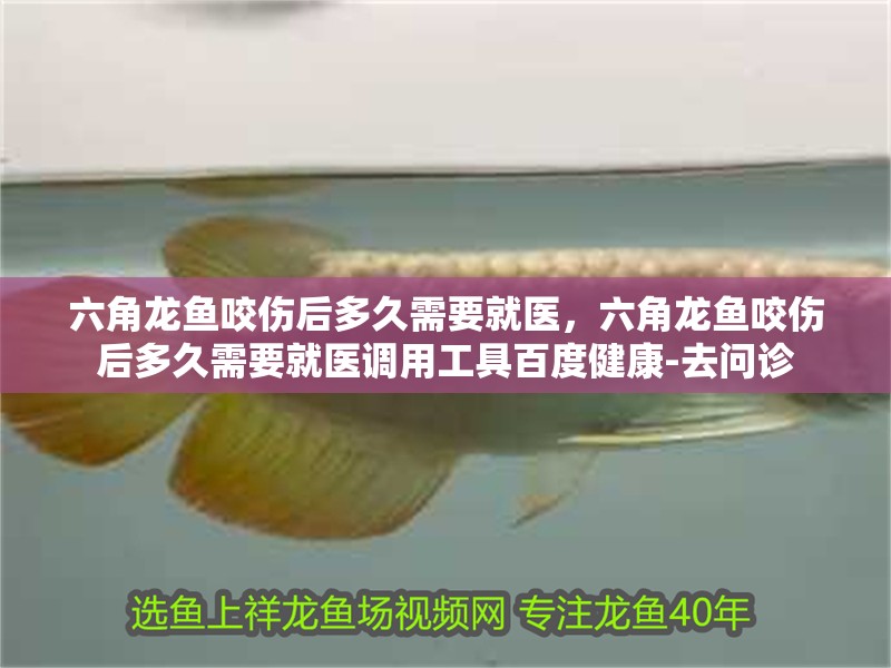 六角龍魚咬傷后多久需要就醫，六角龍魚咬傷后多久需要就醫調用工具百度健康-去問診