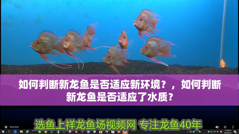 如何判斷新龍魚(yú)是否適應(yīng)新環(huán)境？，如何判斷新龍魚(yú)是否適應(yīng)了水質(zhì)？