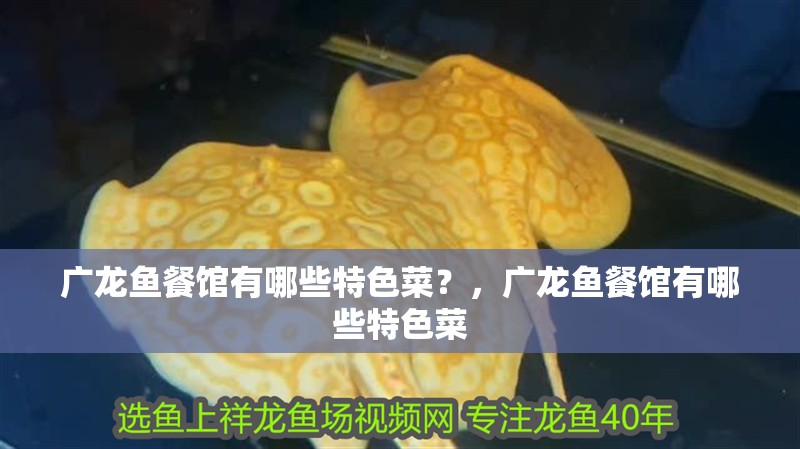 廣龍魚餐館有哪些特色菜？，廣龍魚餐館有哪些特色菜