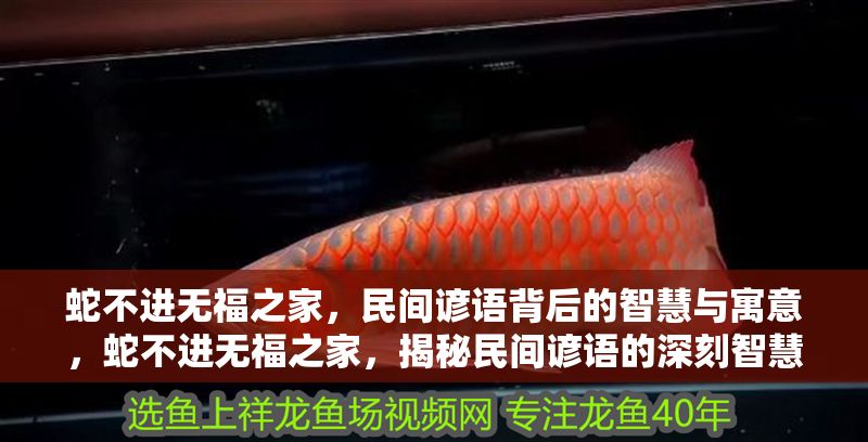 蛇不進無福之家，民間諺語背后的智慧與寓意，蛇不進無福之家，揭秘民間諺語的深刻智慧與生活寓意 蛇不進無福之家，民間諺語背后的智慧與寓意，蛇不進無福之家，揭秘民間諺語的深刻智慧與生活寓意 龍魚百科 第1張