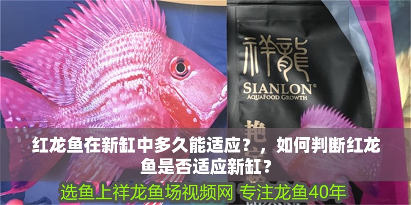 紅龍魚在新缸中多久能適應？，如何判斷紅龍魚是否適應新缸？