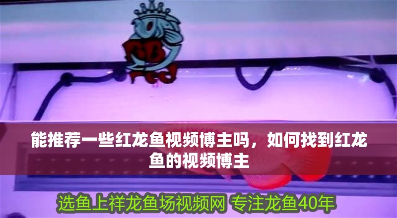 能推薦一些紅龍魚視頻博主嗎，如何找到紅龍魚的視頻博主