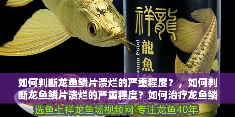 如何判斷龍魚鱗片潰爛的嚴重程度？，如何判斷龍魚鱗片潰爛的嚴重程度？如何治療龍魚鱗片潰爛能活多久